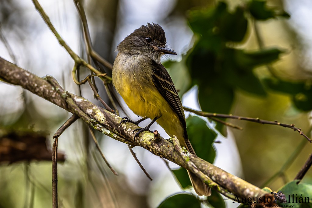 Apical Flycatcher - ML213836051