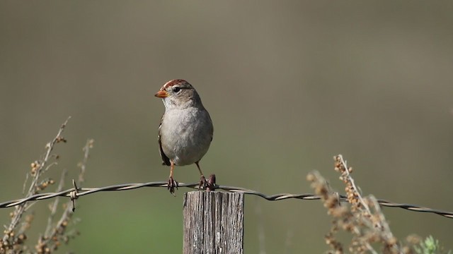White-crowned Sparrow (Gambel's) - ML213836101