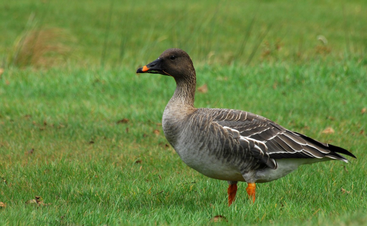 Tundra Bean-Goose - ML21383611