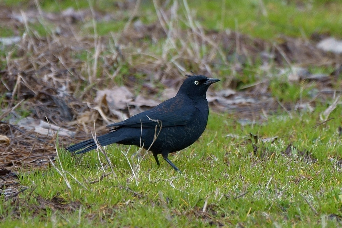 Rusty Blackbird - Howard Haysom