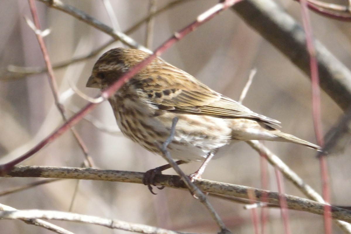 Purple Finch - Patrick Taylor