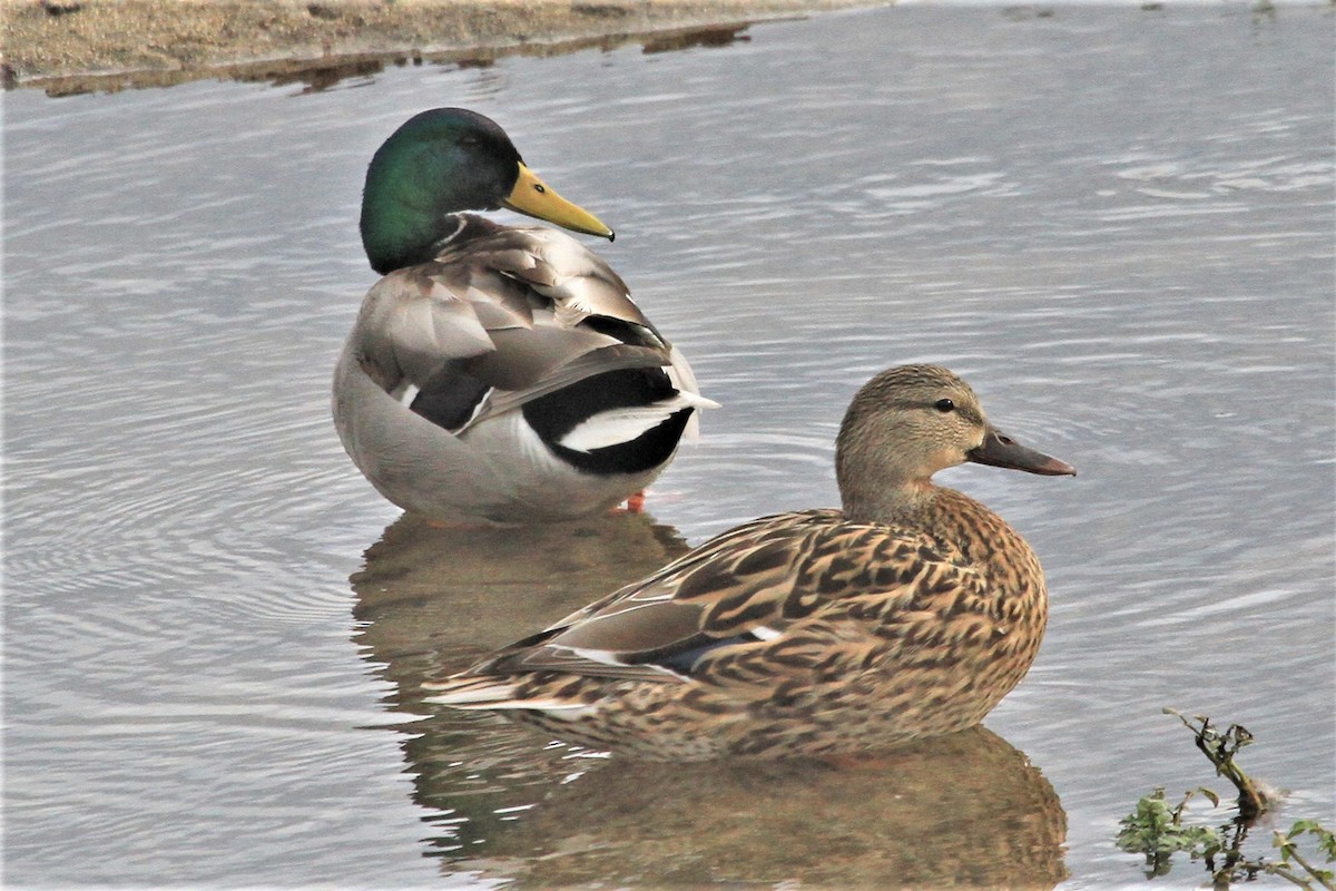 Mallard - Kent Forward