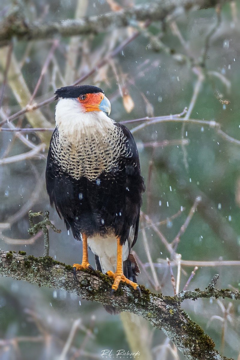 Crested Caracara (Northern) - ML213837731