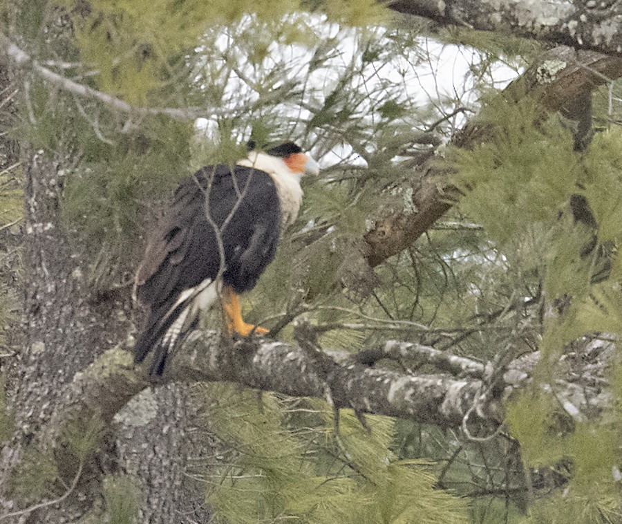 Crested Caracara (Northern) - ML213837851