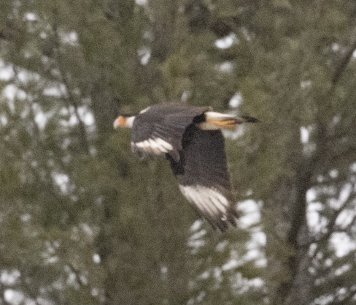 Crested Caracara (Northern) - ML213837861
