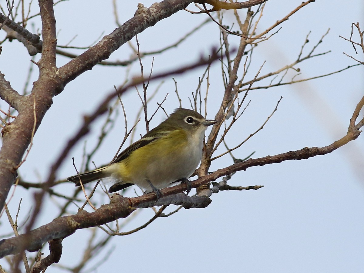 Blue-headed Vireo - Stephen Mirick