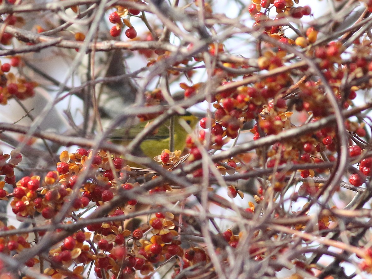 Wilson's Warbler - ML21383841