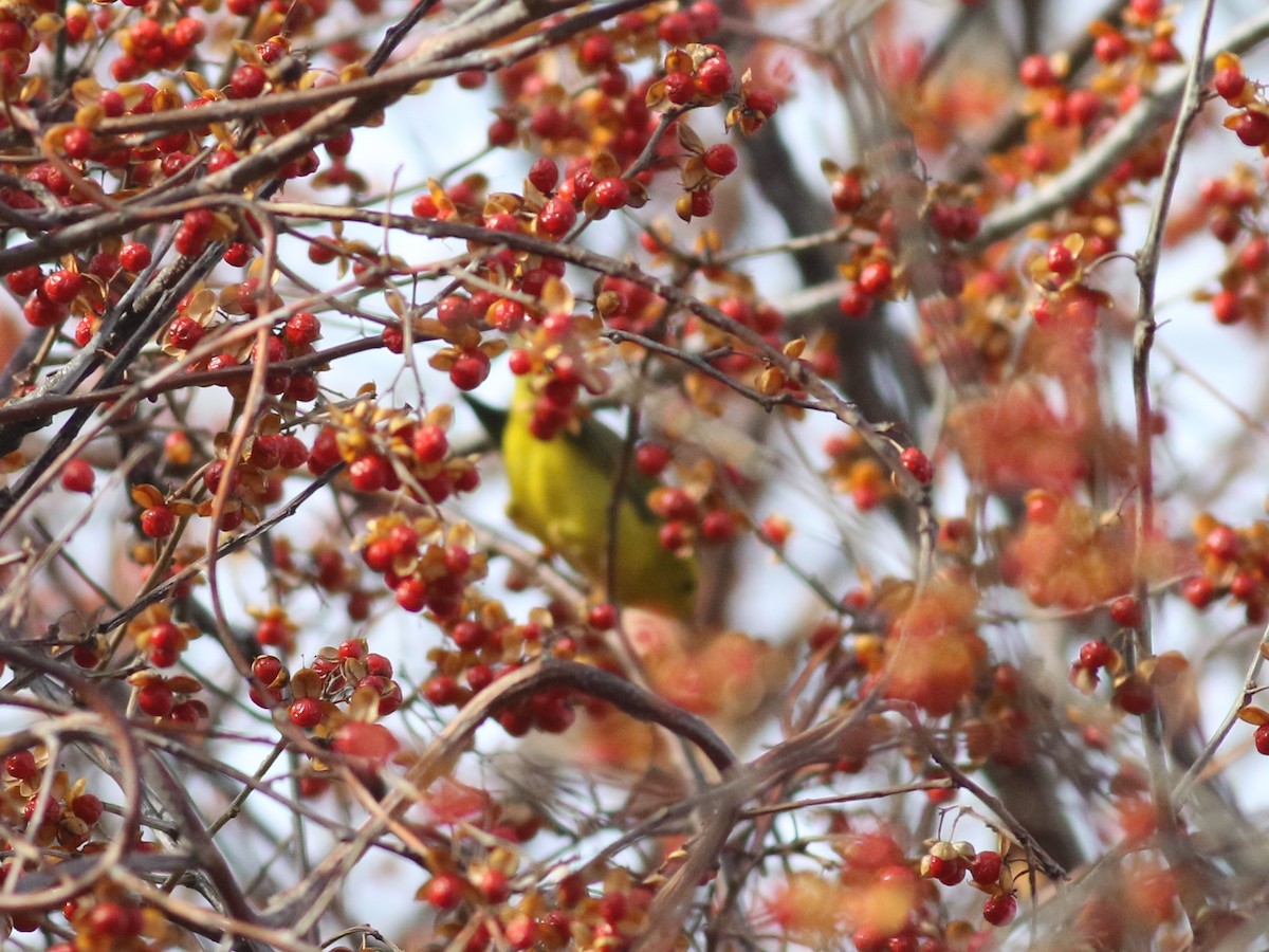 Wilson's Warbler - Stephen Mirick