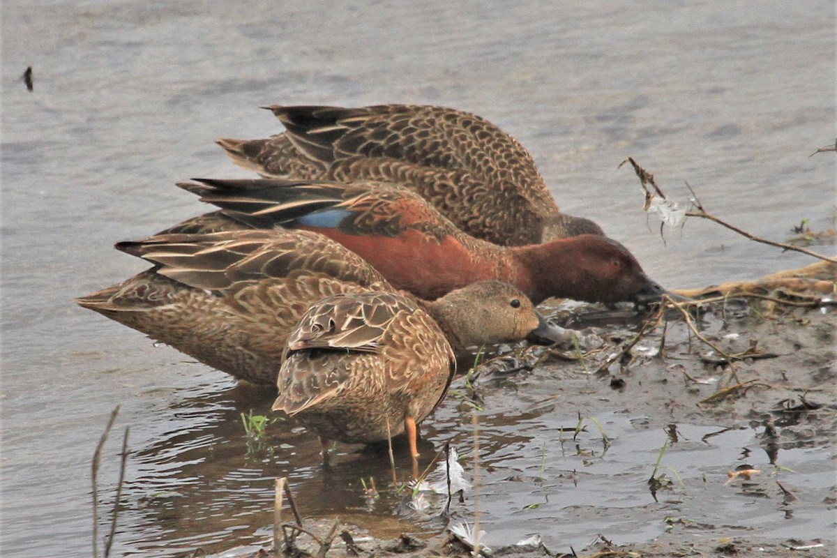 Cinnamon Teal - ML213838511