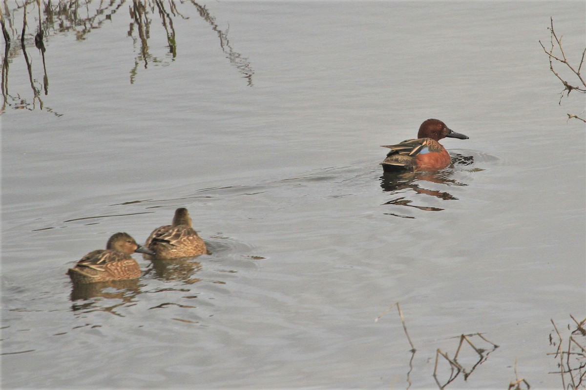 Cinnamon Teal - ML213838521