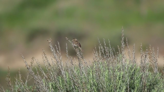 Savannah Sparrow (Savannah) - ML213838661