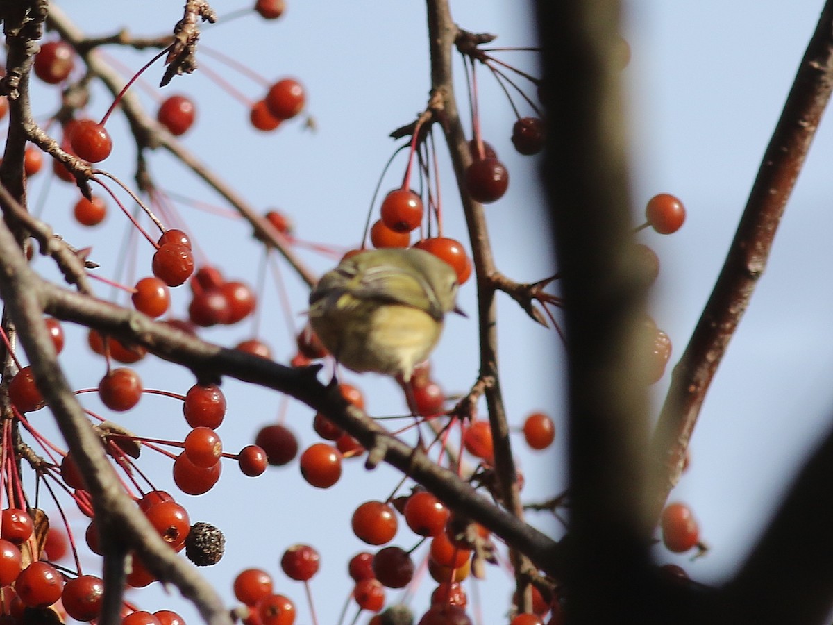 Ruby-crowned Kinglet - ML21383891