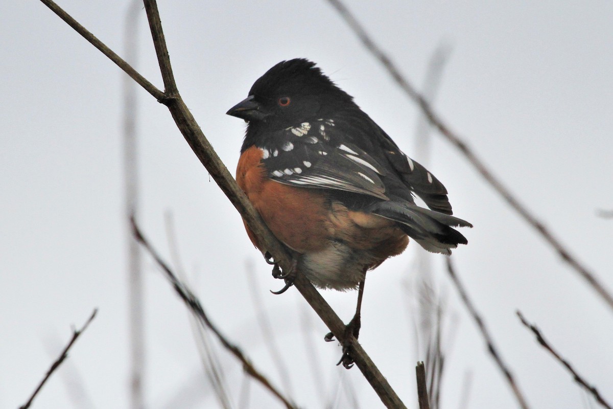 Spotted Towhee - Kent Forward