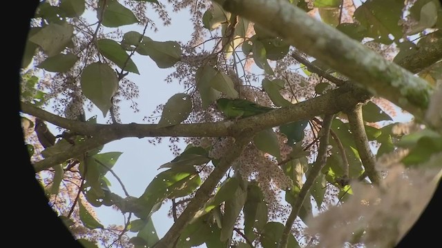 Barred Parakeet - ML213839001