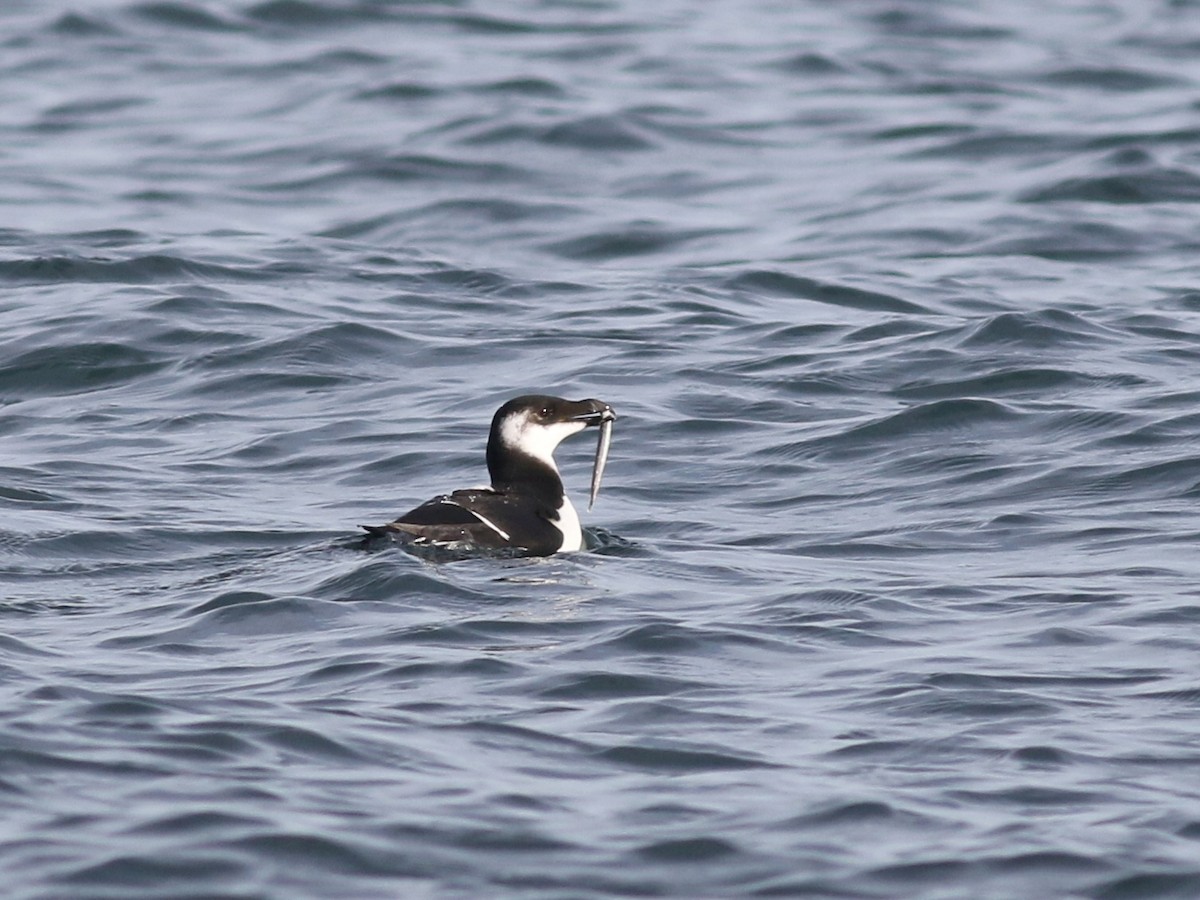 Razorbill - ML21383991