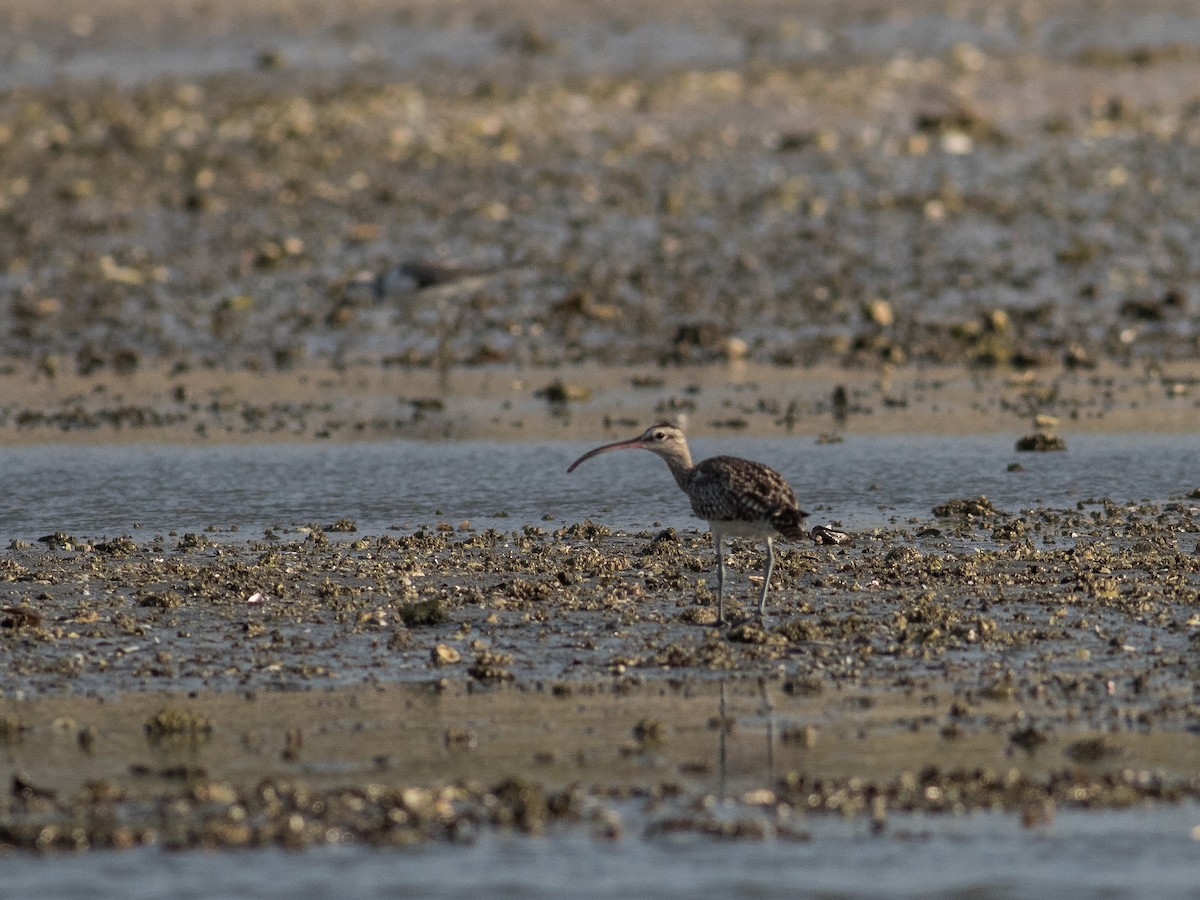 Whimbrel - matthew sabatine