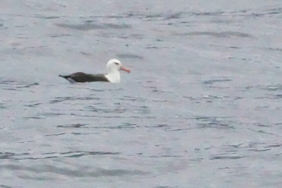 Black-browed Albatross - ML213840511