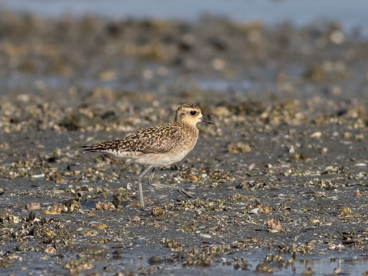 Pacific Golden-Plover - ML213840641