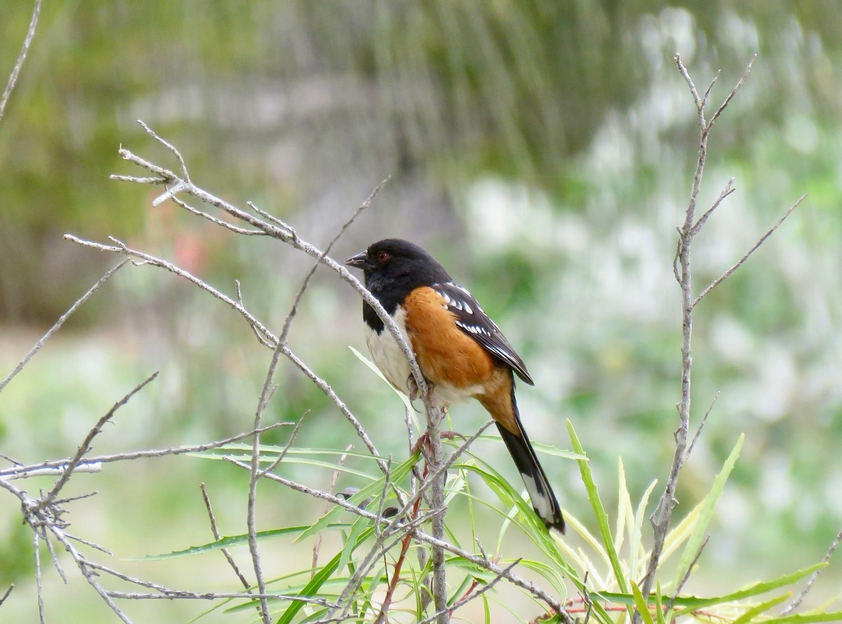 Spotted Towhee - Lois Goldfrank