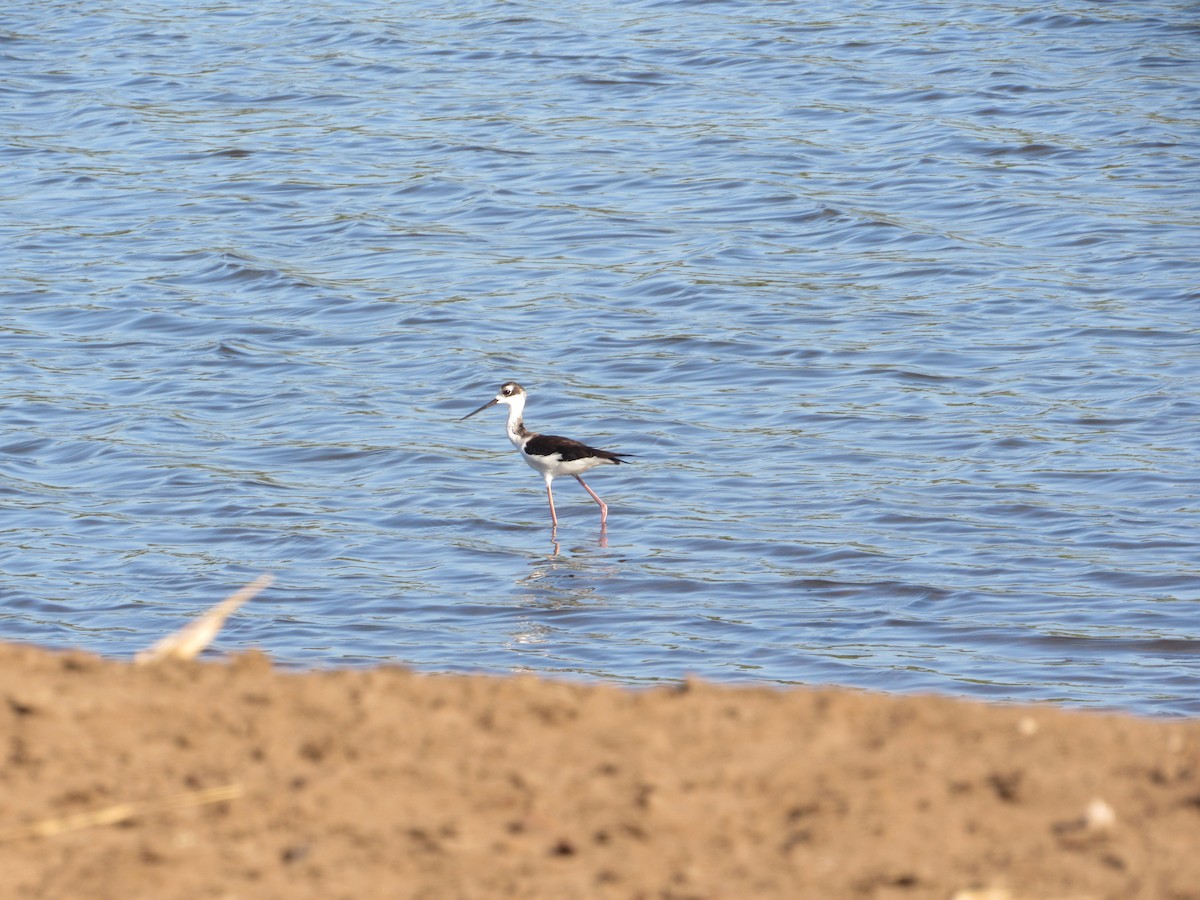 Black-necked Stilt - ML213841761