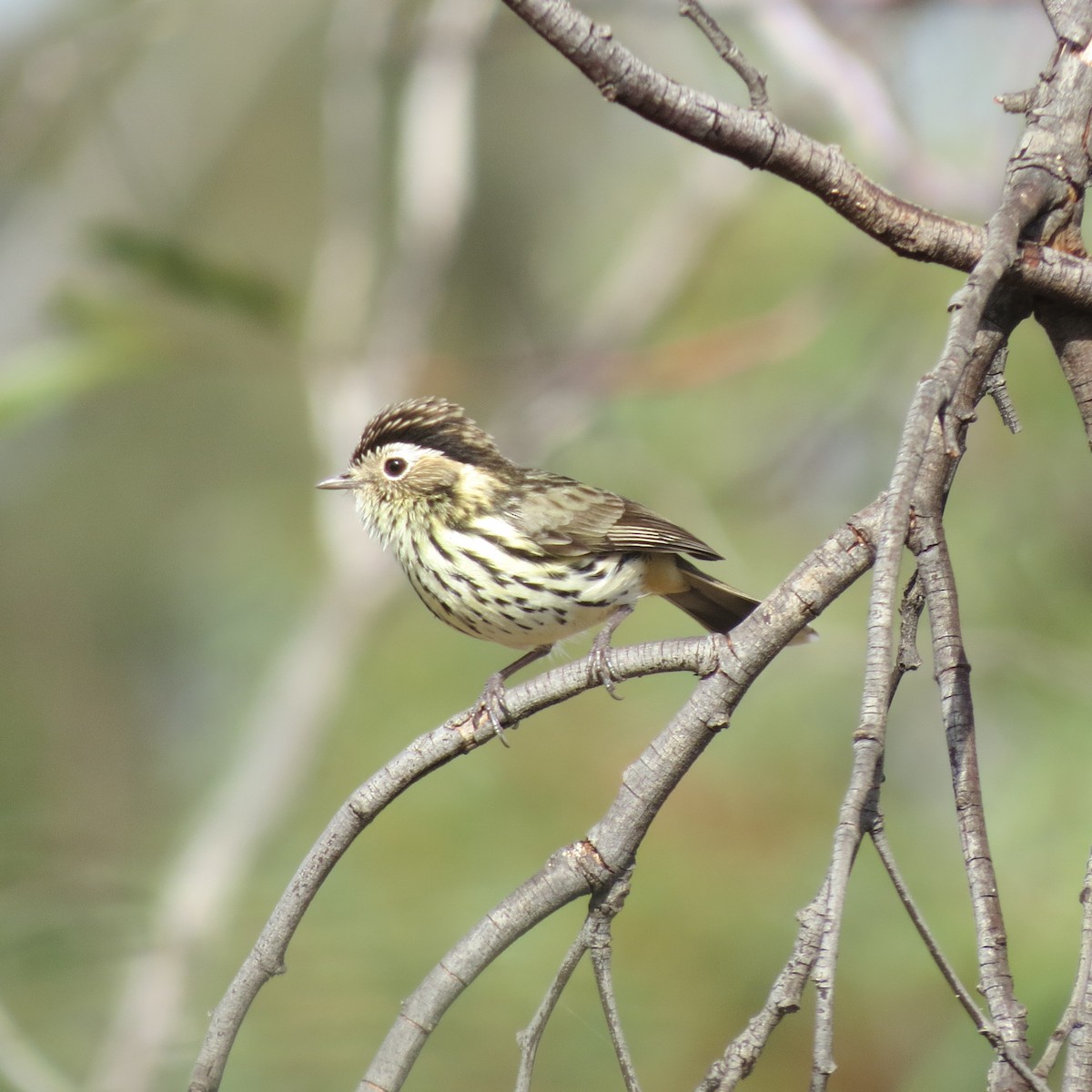 Speckled Warbler - ML213842881