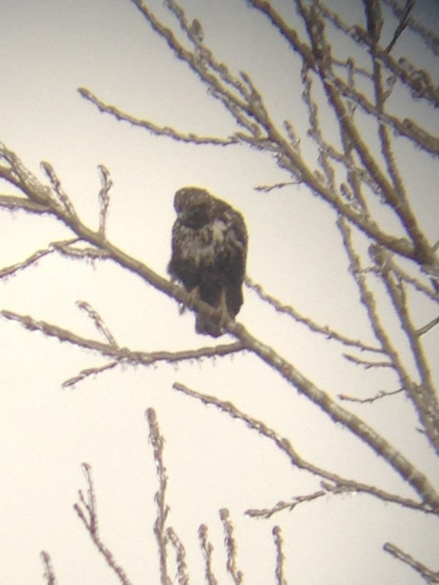 Red-tailed Hawk (Harlan's) - ML21384381