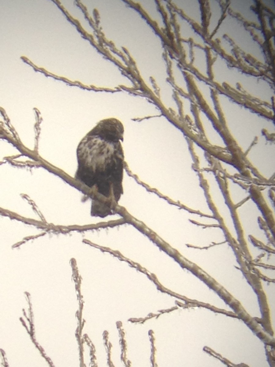 Red-tailed Hawk (Harlan's) - ML21384391