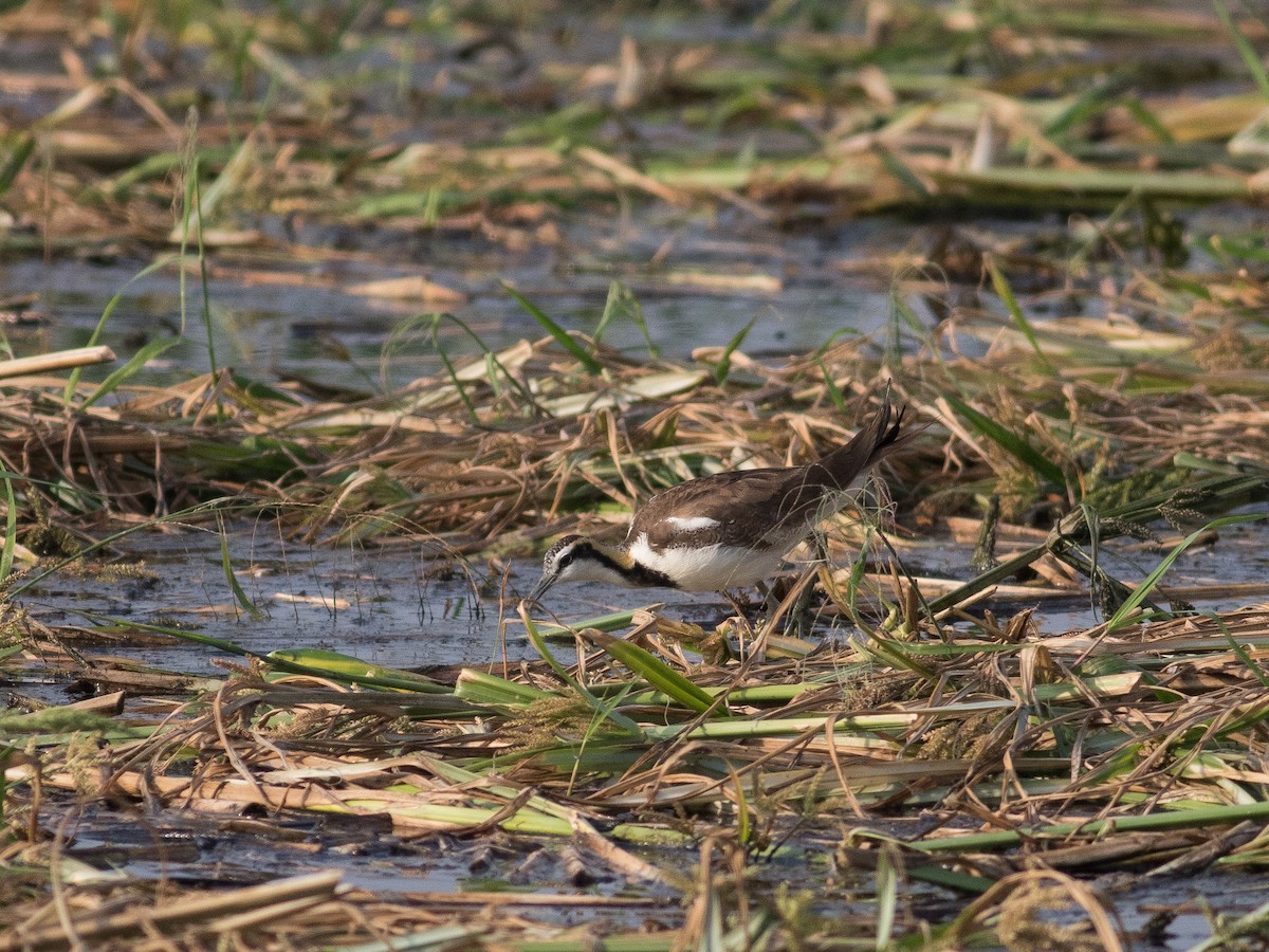 Jacana à longue queue - ML213844001