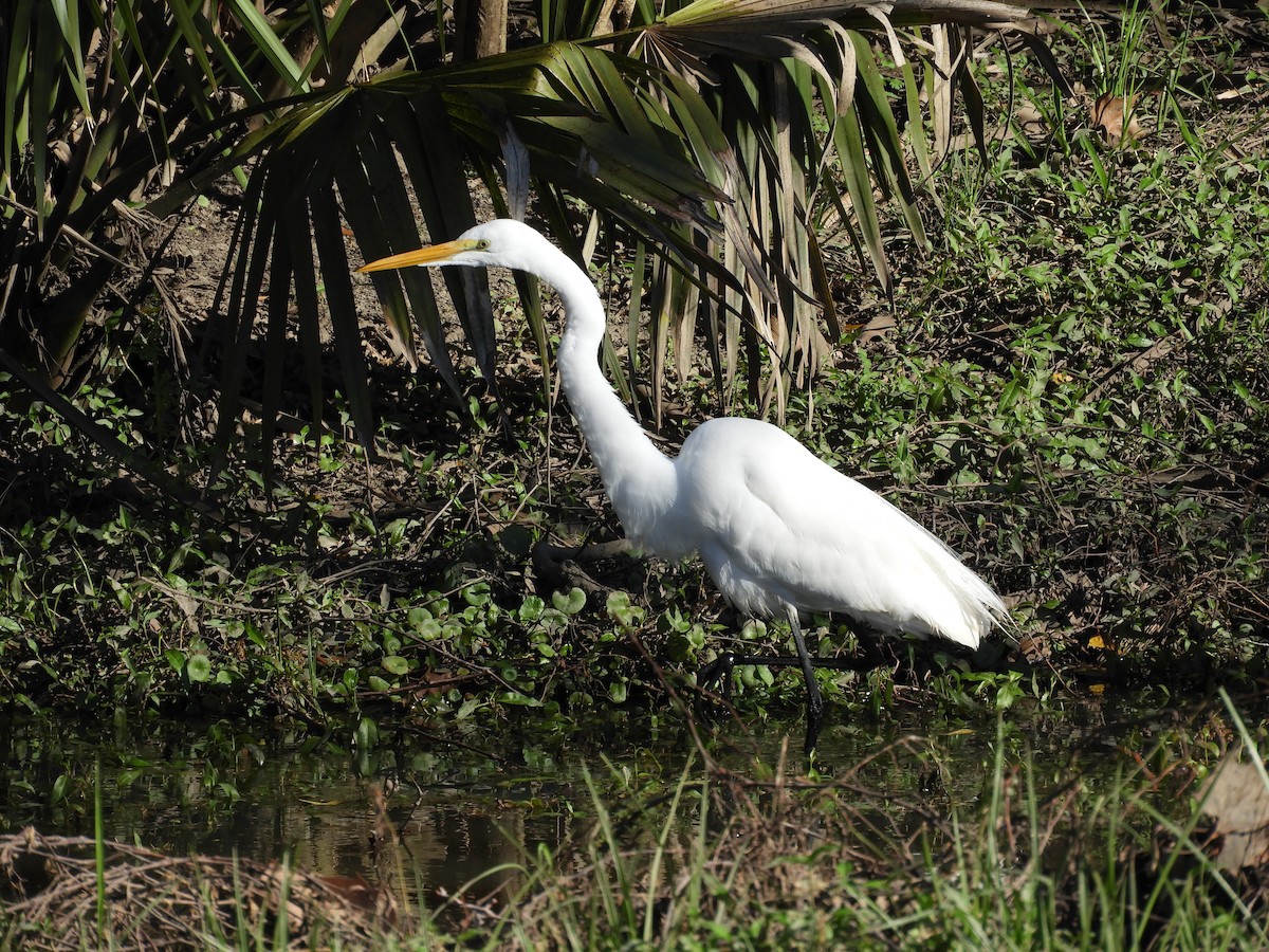 egretthegre - ML213844081
