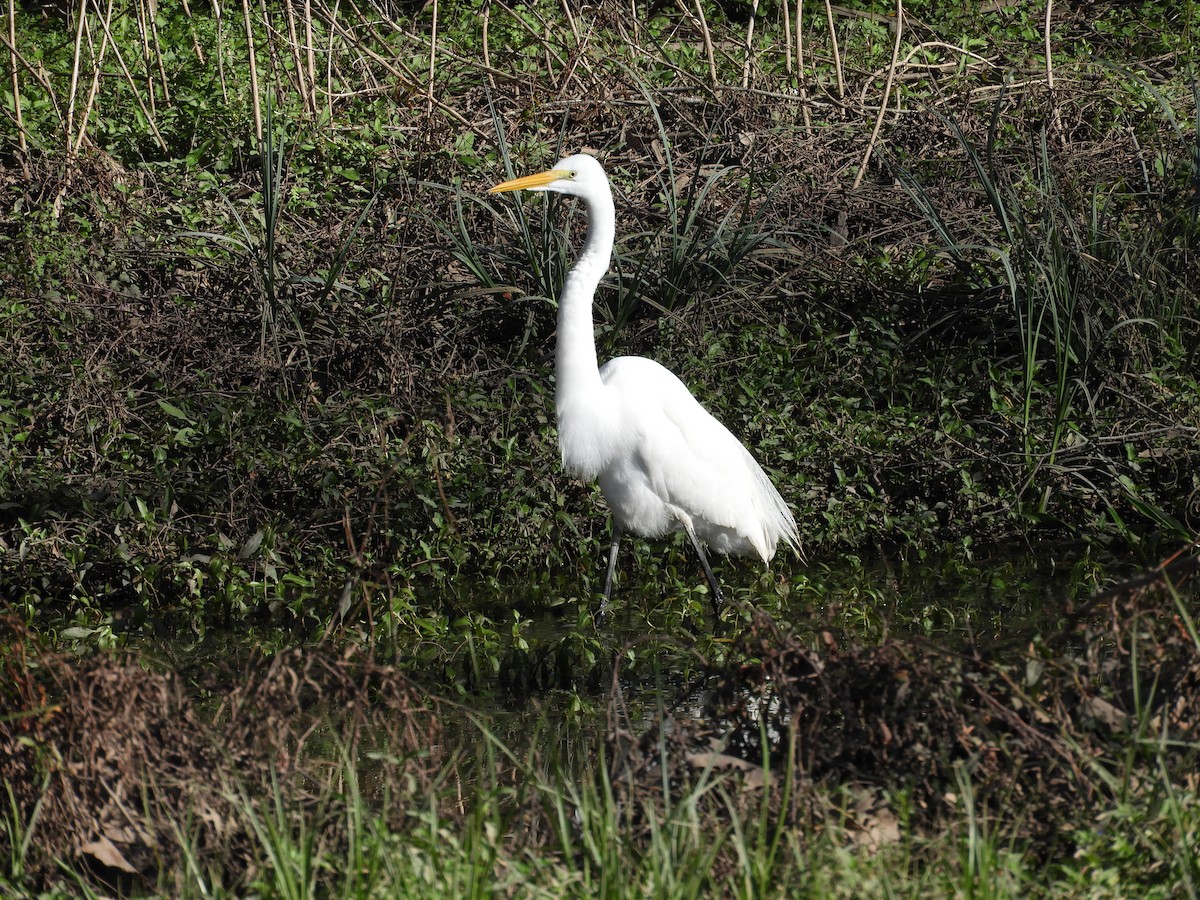 egretthegre - ML213844141