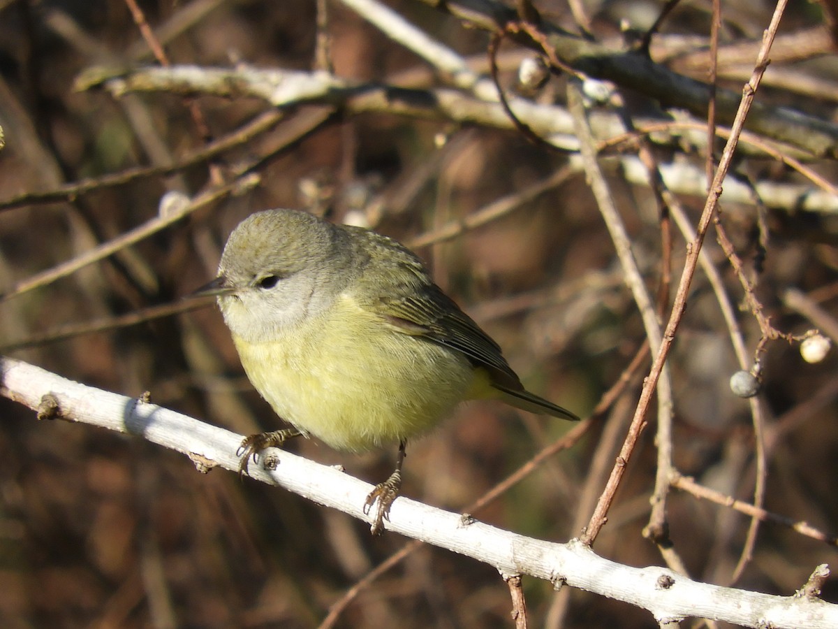 oransjekroneparula - ML213844381