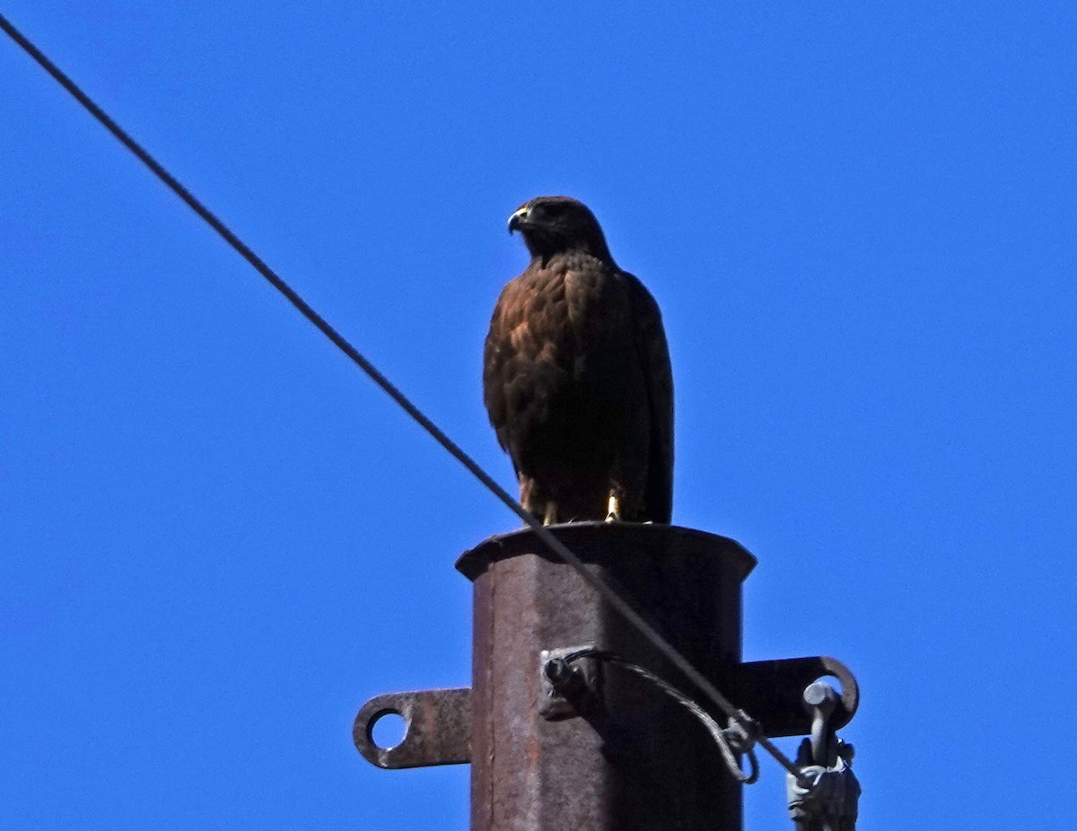 Red-tailed Hawk - Cathy Beck