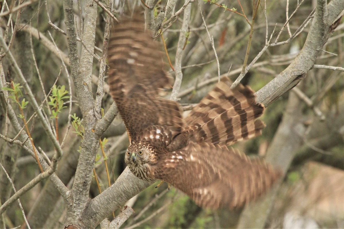 Cooper's Hawk - ML213845611