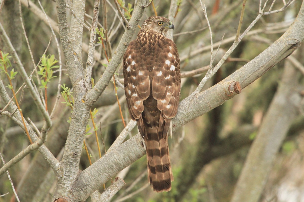 Cooper's Hawk - ML213845631