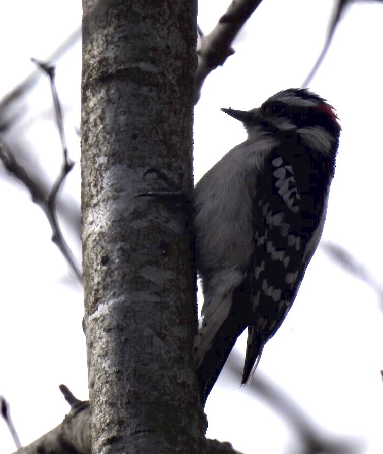 Downy Woodpecker - ML213845951