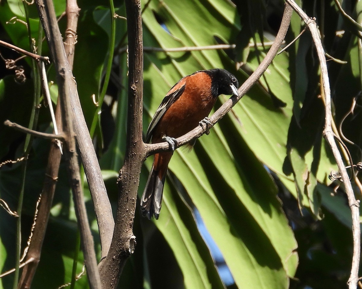 Orchard Oriole - grete pasch