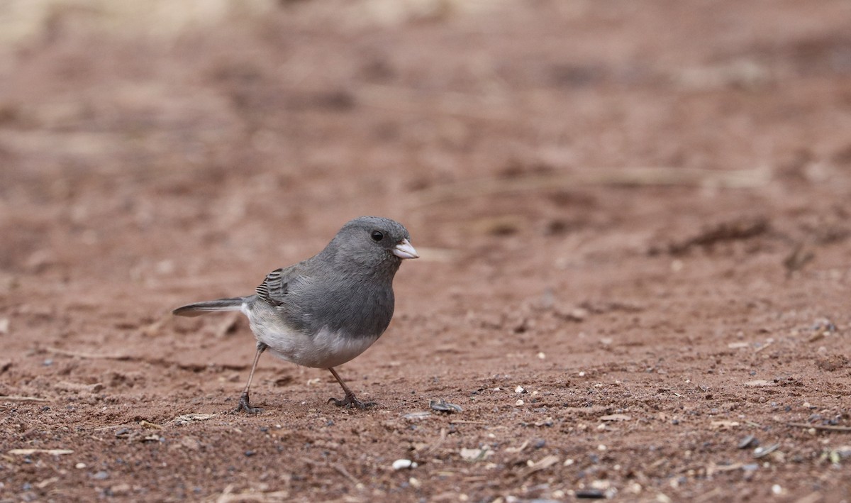 Dark-eyed Junco (Slate-colored) - ML213846541