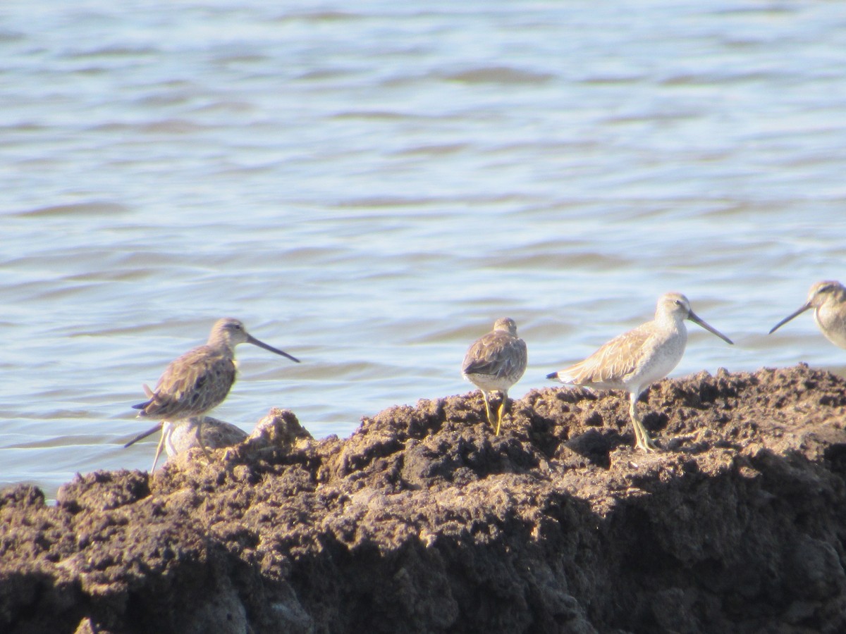 Short-billed Dowitcher - Loren Hintz