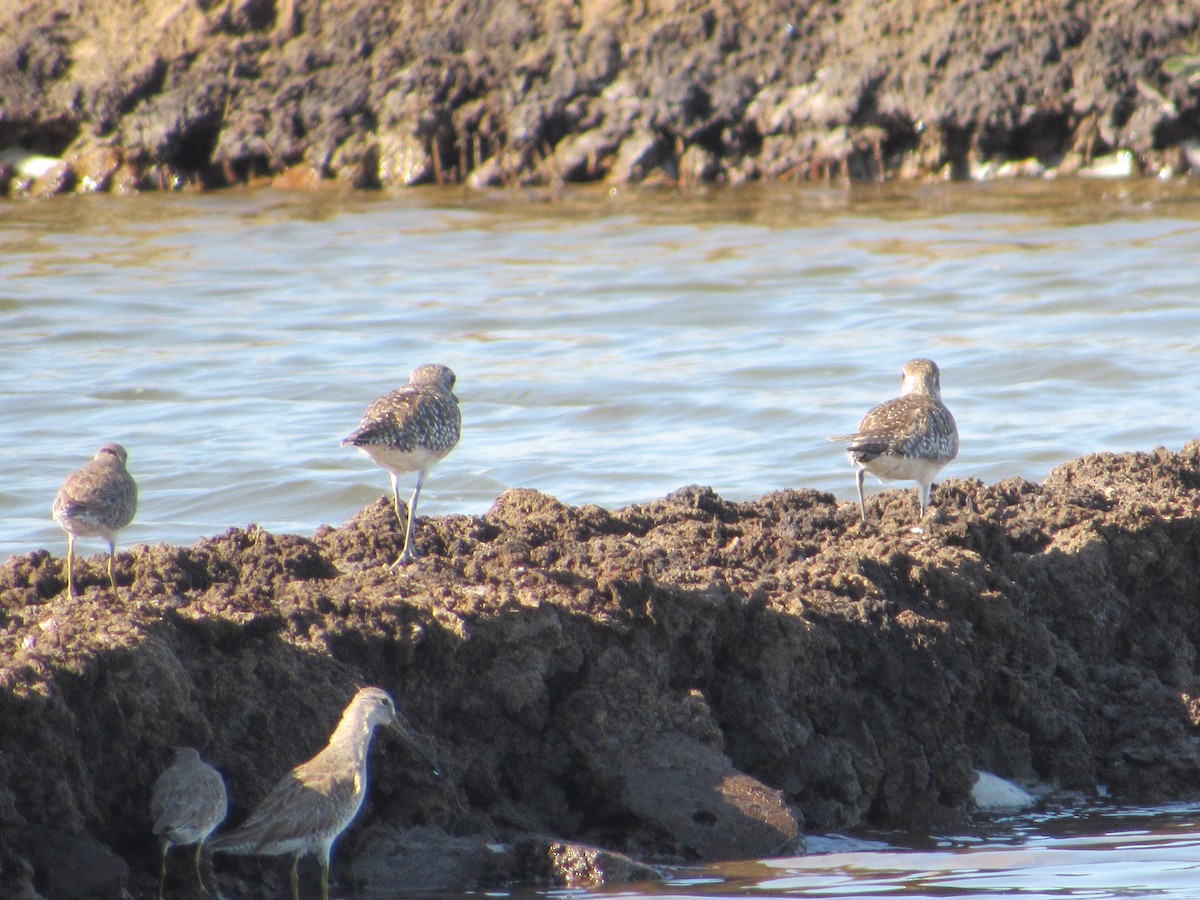 Short-billed Dowitcher - Loren Hintz