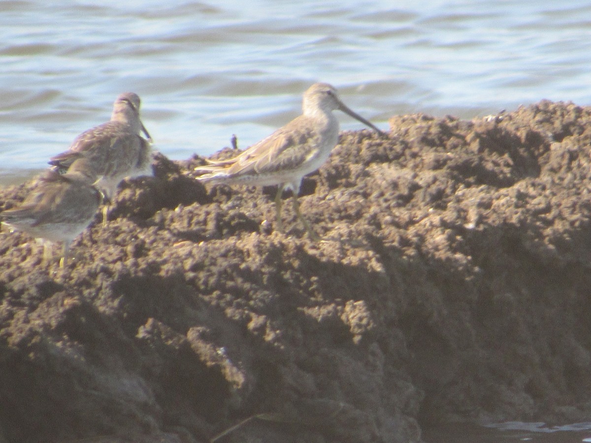 Short-billed Dowitcher - Loren Hintz