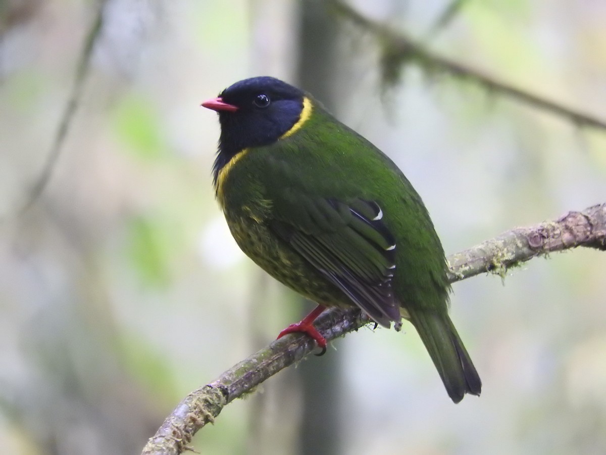 Green-and-black Fruiteater - Michelle Bélanger