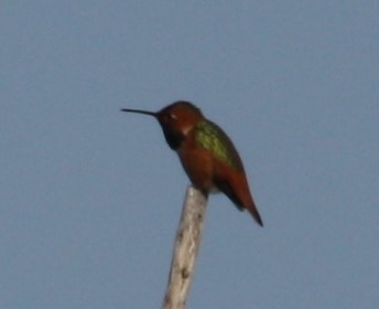 Allen's Hummingbird - ML213848591