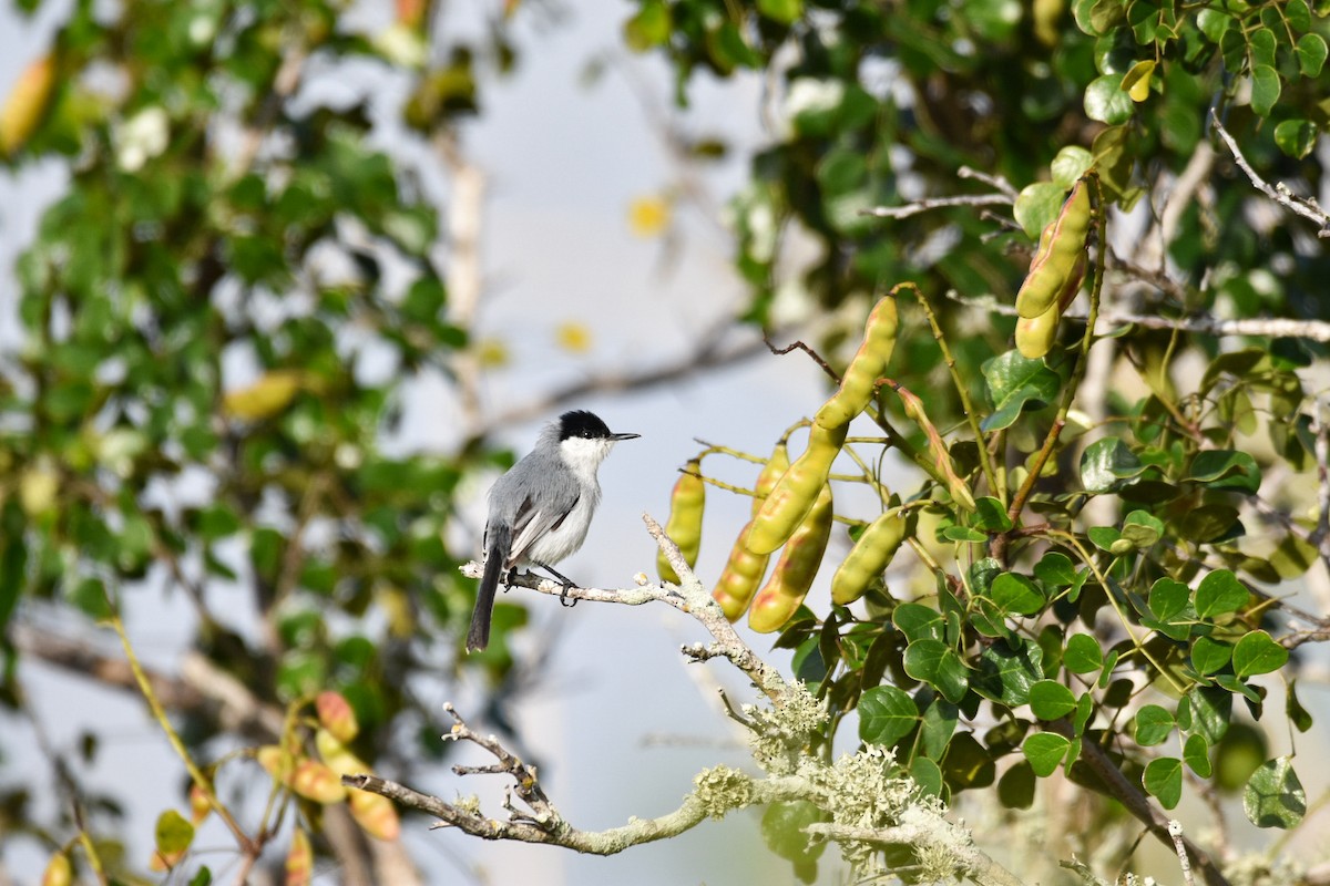 Yucatan Gnatcatcher - Jane Crawford