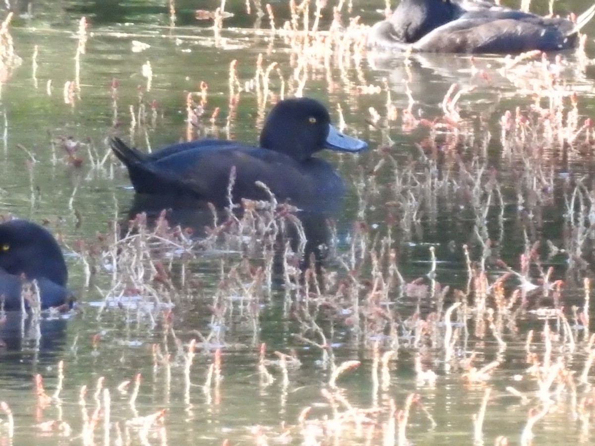 New Zealand Scaup - ML213849751