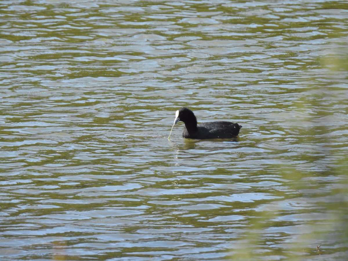 Eurasian Coot - ML213849841