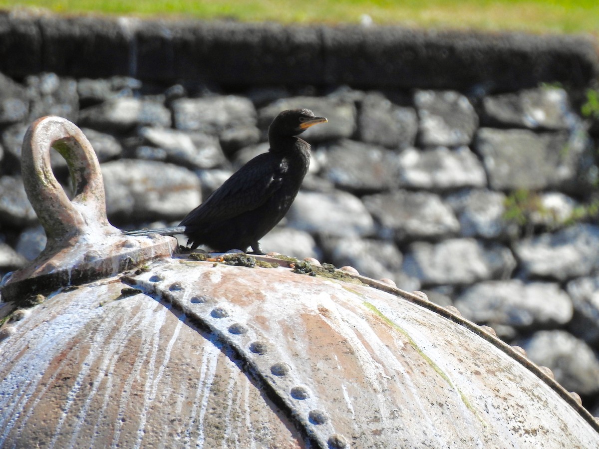 Little Pied Cormorant - ML213849891