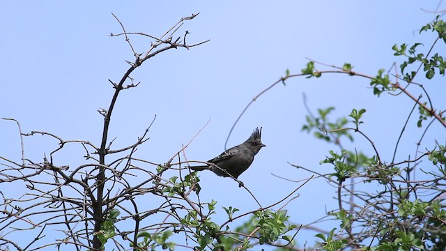 Phénopèple luisant - ML213852131