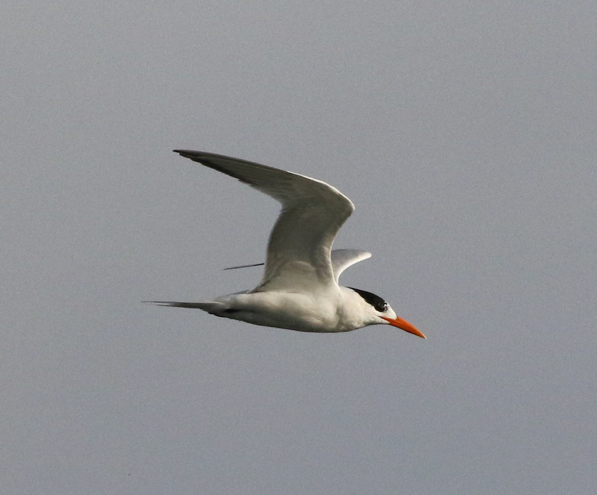 Royal Tern - Tom Benson