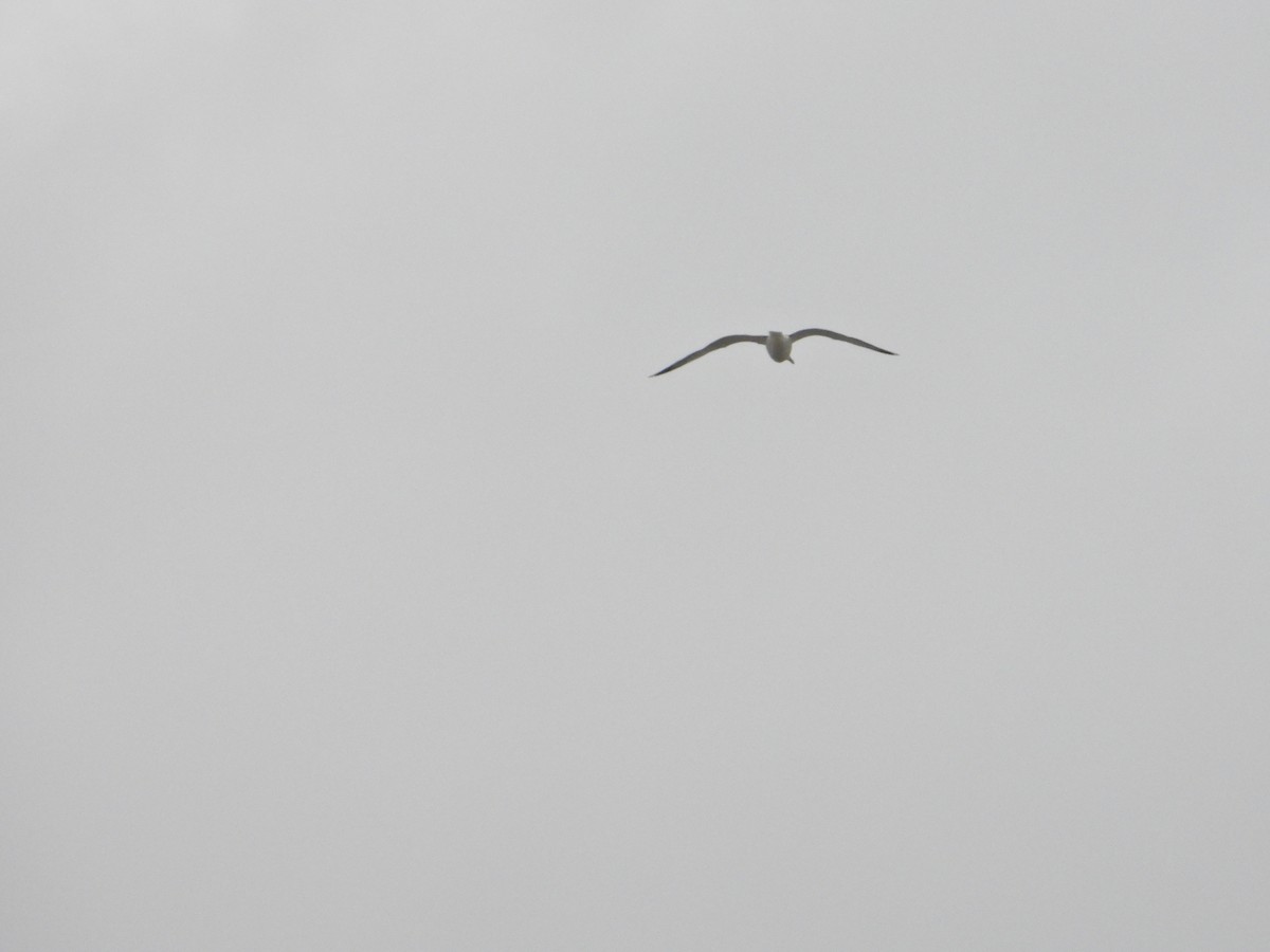 California Gull - ML213852861