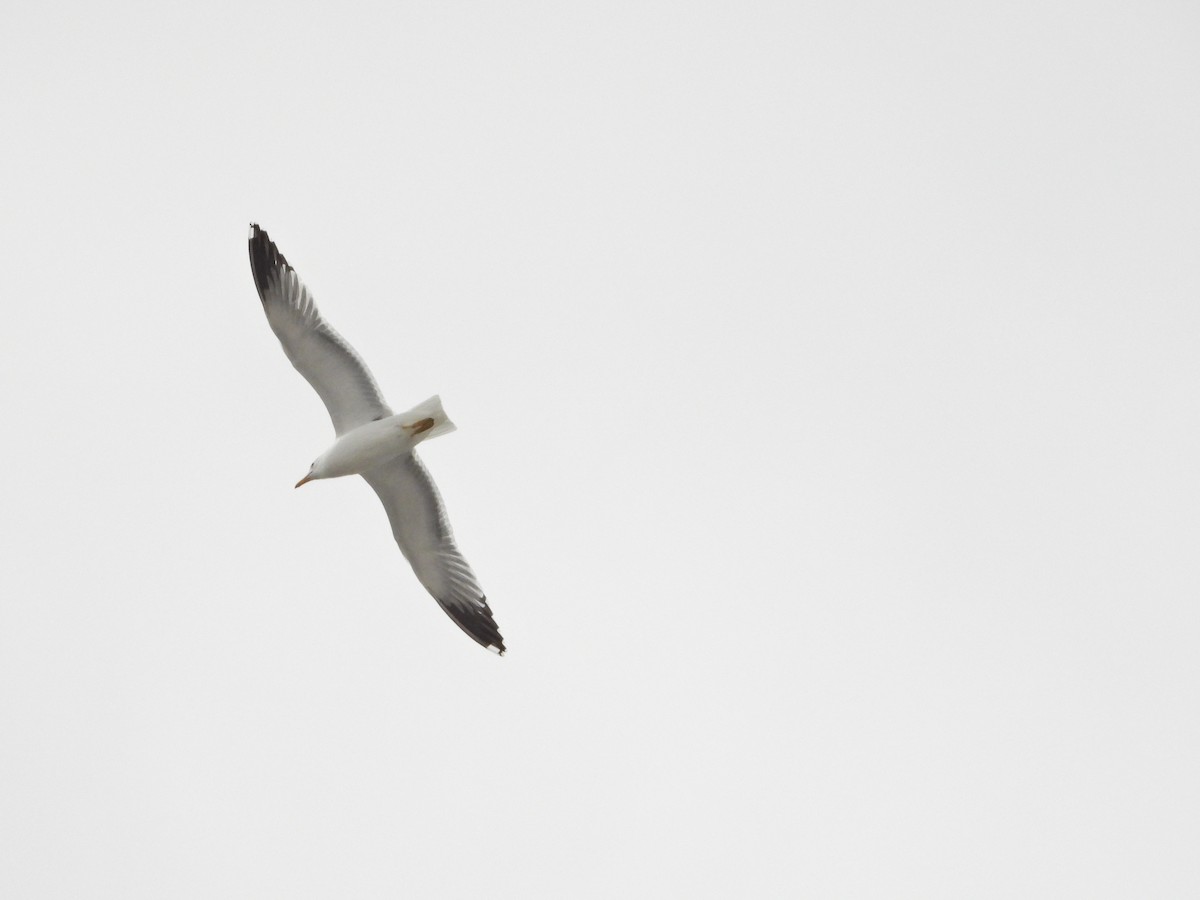 California Gull - ML213852981